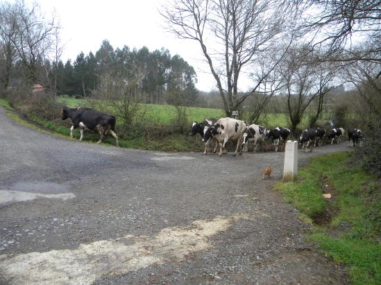 89 Vacas